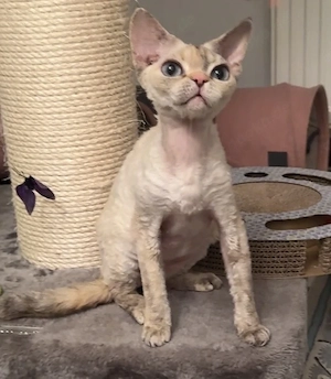Devon Rex Katze Bild 4