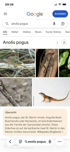 Anolis pogus männlich 