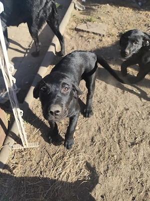Labrador Rottweiler welpen