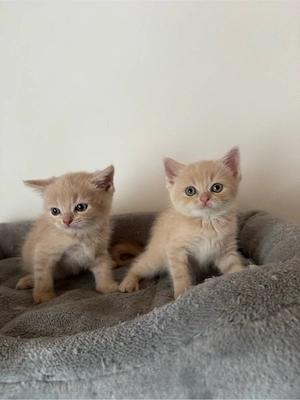 Zuckersüßer BKH-Kitten sucht ein Körbchen auf Lebenszeit   