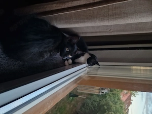 2 Kitten abzugeben, geimpft, entwurmt Emmendingen 