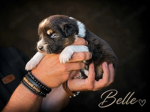 zauberhafte Australian Shepherd Mädchen