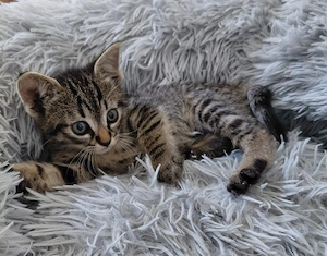 Katzenmädchen Bubbles sucht Zuhause 