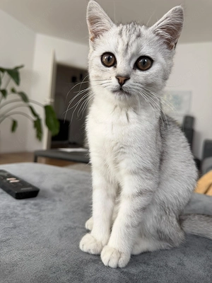 Junge BKH Katze 