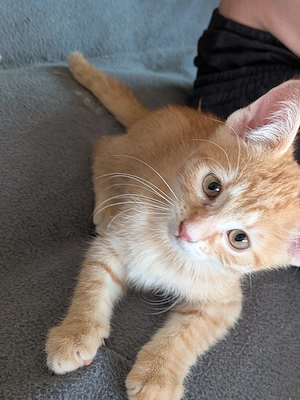 Katzen Babys 3monate alt sehr verspielt 