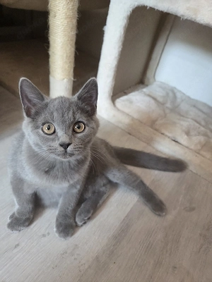 BKH Blue Kitten