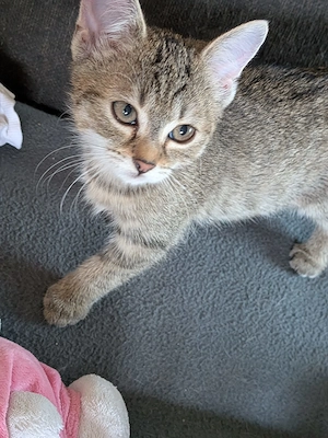 Katzen Babys 3monate alt sehr verspielt 