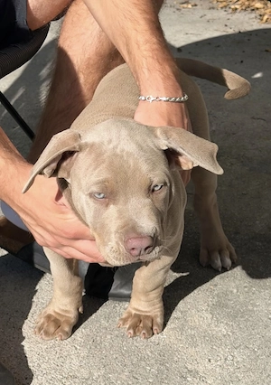 American Bully XL Hündin Lilac tan mit Ahnentafel