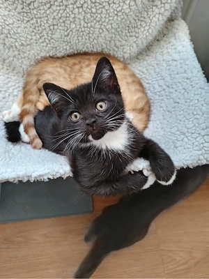    BKH-Mix Kater suchen ein liebevolles Zuhause