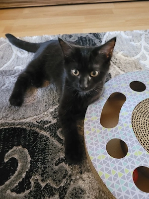 Süsse Siam Mix Katze, Kitten, Babykatze incl kompl Zubehör 