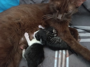 Katzen  neugeboren 