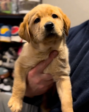 Zuckersüße, 8 Wochen alte Labrador-Welpen suchen ihr Zuhause für immer! 