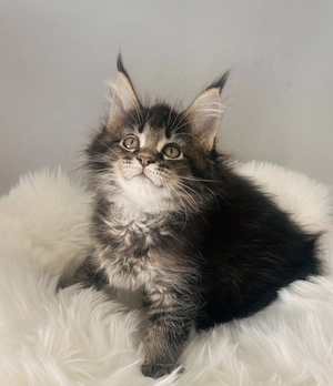 Wunderschönes sehr *Typvolles Xl Maine Coon Mädchen Kitten mit *Stammbaum*