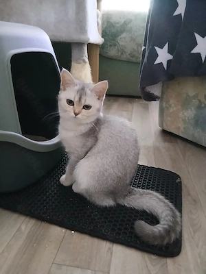 BKH kitten abzugeben 
