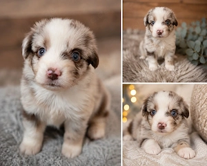 Mini Australian Shepherd Welpen