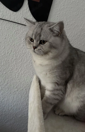 Britisch Kurzhaar (BKH) Kater, 1 Jahr alt, sucht ein liebevolles Zuhause