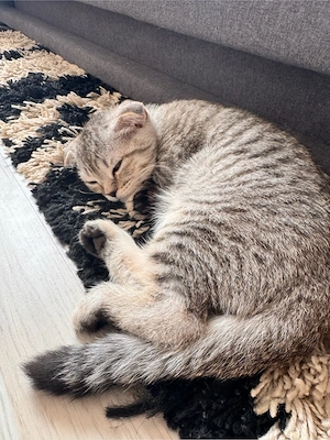 süße katze