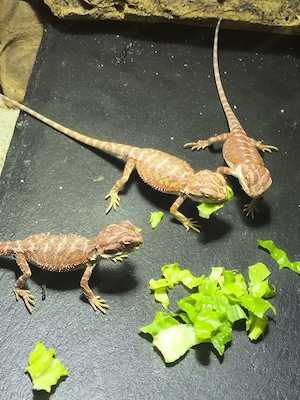 Bartagamen Pogona vitticeps half red Monster  red het Hypo   leatherback etc