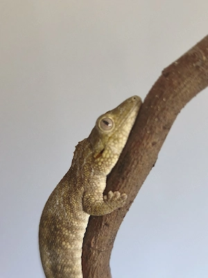 Eurydactolodes Symmetricus 1.0