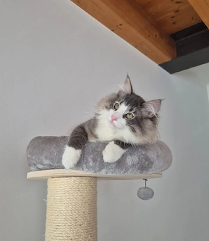 Pittarch sucht ein zuhause