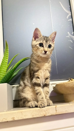 Kätzchen sucht Zuhause