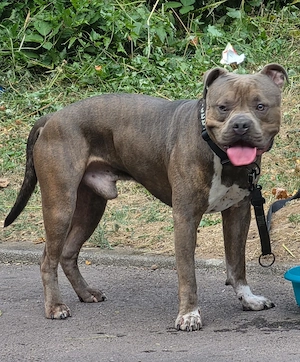 American Bully xxl  Bluline 