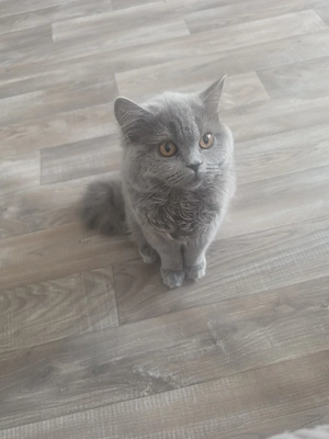liebevolle blh katze dringend zu verkaufen 