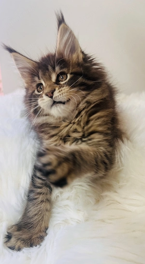 Kleine Löwin *Typvolles Xl Maine Coon*Mädchen Kitten mit Stammbaum