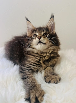 Kleine Löwin *Typvolles Xl Maine Coon*Mädchen Kitten mit Stammbaum