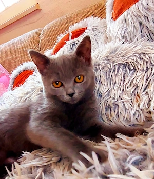 Süße BKH-Siam-Mix Kitten in Blue & Black suchen ein liebevolles Zuhause! 