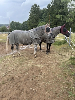 Unterricht in Bodenarbeit - Hamachers Westernranch - Bullach Lauf