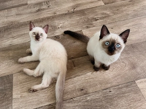 BKH British Kurzhaar Kitten 