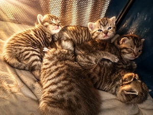 BKH Kitten 2 Kätzchen und 3 Katerchen