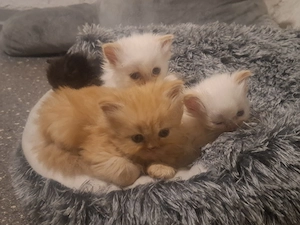 Perser Kitten mit Nase - geimpft, gechipt, entwurmt - inkl großem Starterpaket 