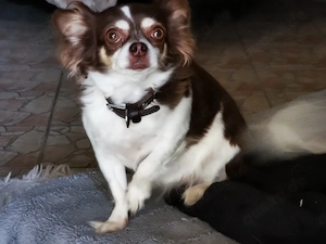 Herzallerliebste chihuahua Mädchen in liebevolle Hände abzugeben 