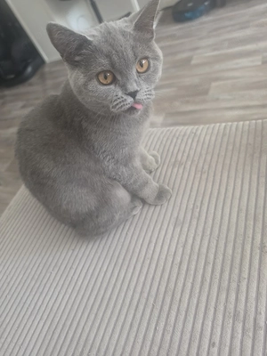 liebevolle bkh katze dringend abzugeben 