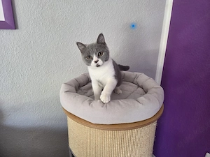 BKH Kitten mit Stammbaum Bicolor lilac blue white