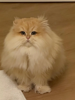 Ab 12.12.26 Britischkurzhaar langhaar Kitten zu verkaufen 