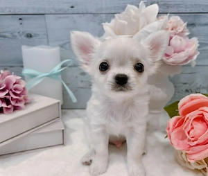      Niedliche Teacup-Chihuahua-Welpen suchen ein liebevolles Zuhause!      