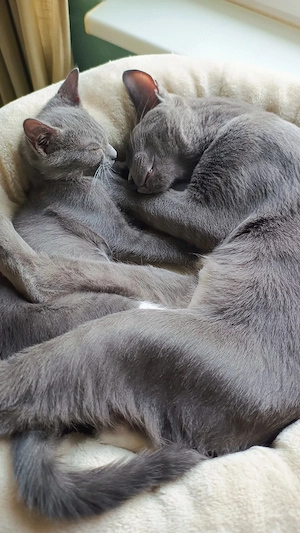BKH Mix Katze 