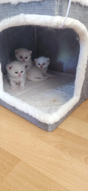 Schneeweiße BKH Mix Kitten 