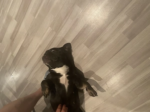 Unsere Nala sucht ein neues Zuhause