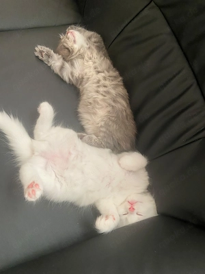 3 wunderschöne Katzenmädchen   Türkische Angora   Norwegische Waldkatze   geb. 13.06.2026 Bild 6