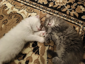 3 wunderschöne Katzenmädchen   Türkische Angora   Norwegische Waldkatze   geb. 13.06.2026 Bild 5