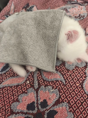 3 wunderschöne Katzenmädchen   Türkische Angora   Norwegische Waldkatze   geb. 13.06.2026 Bild 7