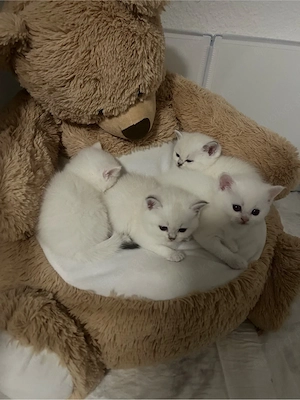 BKH-Kitten mit wunderschönen blauen Augen   Vater und Mutter BKH