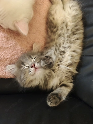 3 wunderschöne Katzenmädchen   Türkische Angora   Norwegische Waldkatze   geb. 13.06.2026 Bild 4