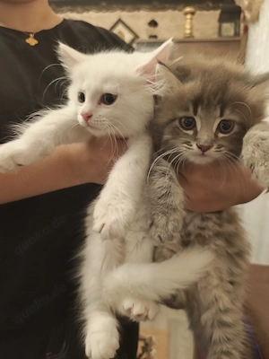 3 wunderschöne Katzenmädchen   Türkische Angora   Norwegische Waldkatze   geb. 13.06.2026