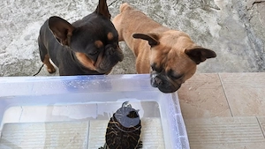 Ein Paar Französische Bulldoggen   ein Rüde und eine Hündin   benötigt dringend ein neues Zuhause.