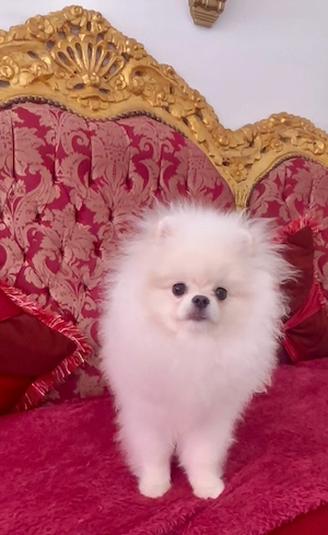 pomeranian rüde